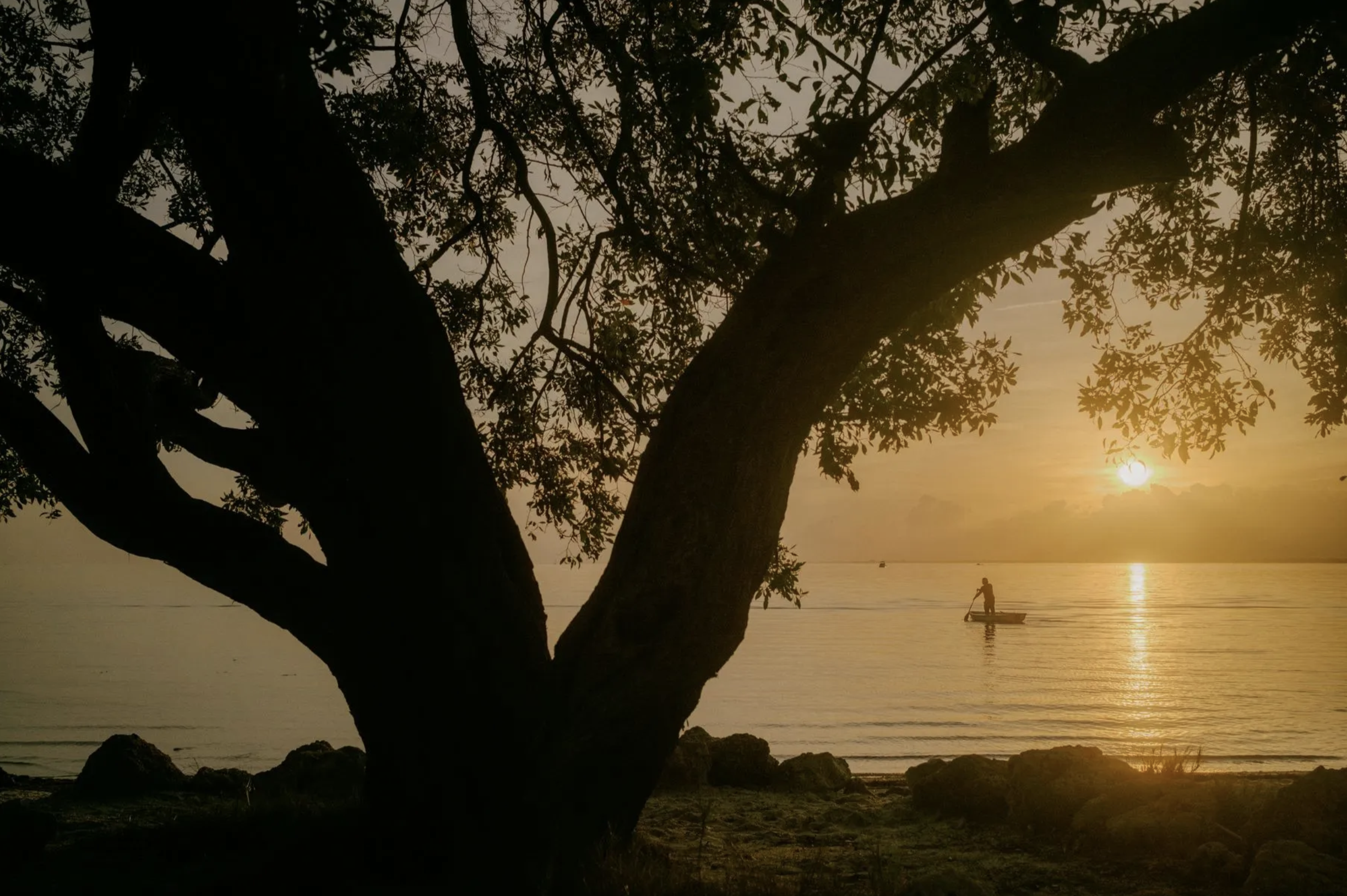 A tree at sunset